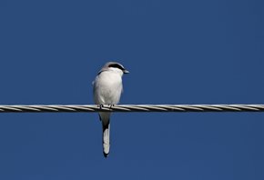 Shrike,-Loggerhead