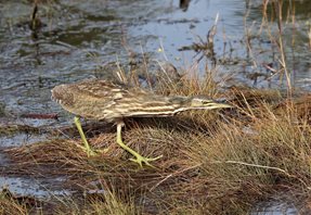 Bittern,American-(5)