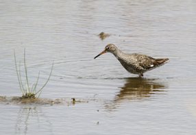 Redshank