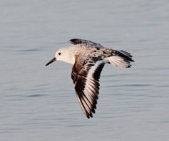 Sanderling-(3)