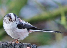 Longtailed tit