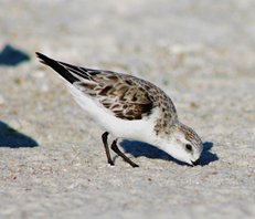 Sanderling-(1)