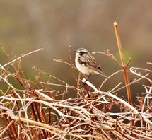 Whinchat