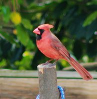 Cardinal