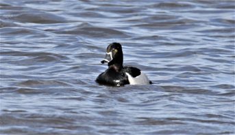 Ring-necked-Duck-(3)