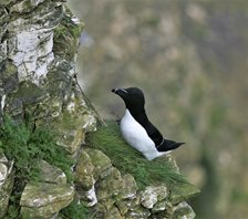 Razorbill,