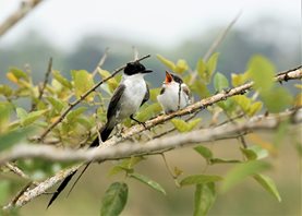 Fork-tailed-Flycatcher-(2)