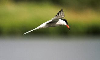Common-Tern