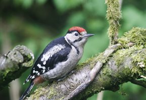 great spotted woodpecker (juv)