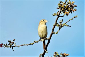 Isabelline Shrike