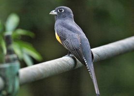 Black-headed-Trogan-(2)_1