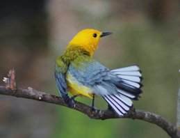 Prothonotory-warbler-(21)