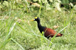 Jacana