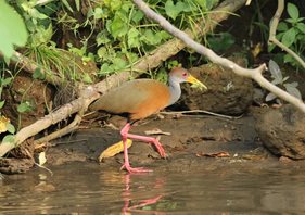 Red-naped-Wood-rail-(2)