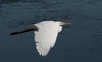 Egret,-Great-(2)