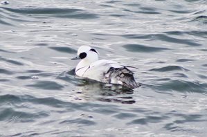 Smew