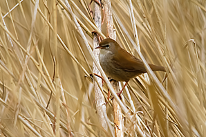 Cetti-s-Warbler-(7)