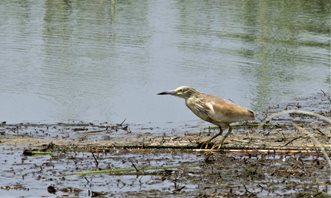 Heron,-Squacco