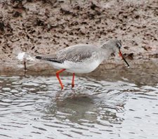 Spotted Redshank