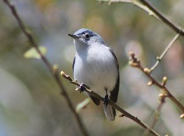 Bluegray-gnatcatcher-(3)