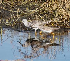 Greater & Lesser Yellowlegs