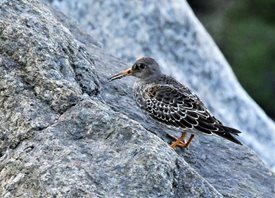 Purple Sandpiper