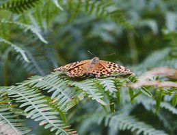 silver-washed fritillary