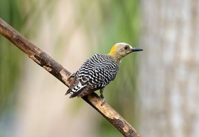 Hoffmans-Woodpecker