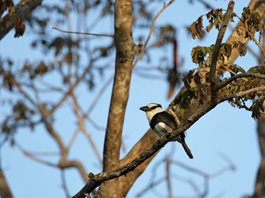White-necked-Puffbird