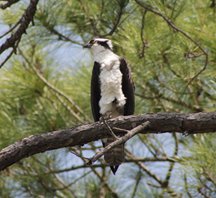 Osprey