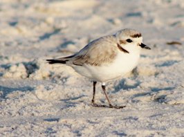 Snowy-plover-(22)