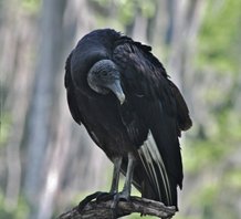 Black-vulture
