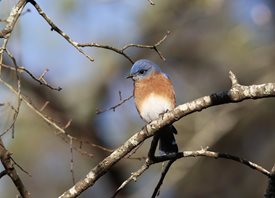 Bluebird,-Eastern_1