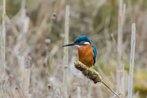 Kingfisher