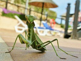 Praying-mantis