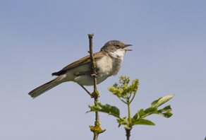 Whitethroat