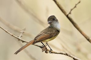 Dusky-capped-Flycatcher-(1)