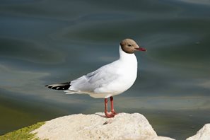black-headed-gull