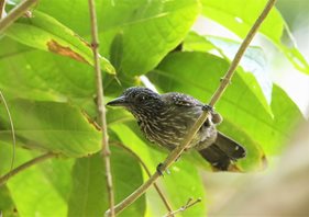 Black-hooded-Antshrike