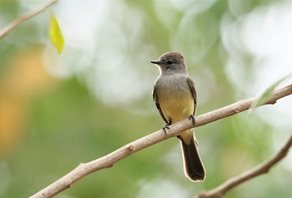 Panama-Flycatcher