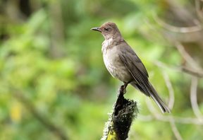 Clay-colored-Thrush