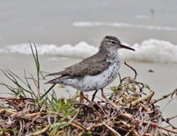 Spotted Sandpiper