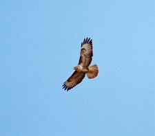 Buzzard_1